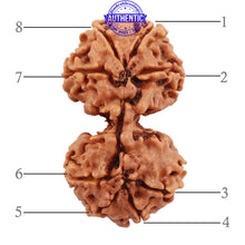 Load image into Gallery viewer, Gaurishanker Nepalese Rudraksha Bead No. 51