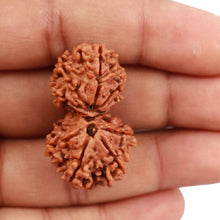 Load image into Gallery viewer, Gaurishanker Nepalese Rudraksha Bead No. 52