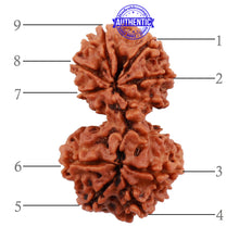 Load image into Gallery viewer, Gaurishanker Nepalese Rudraksha Bead No. 52