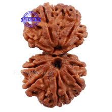 Load image into Gallery viewer, Gaurishanker Nepalese Rudraksha Bead No. 53