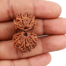 Load image into Gallery viewer, Gaurishanker Nepalese Rudraksha Bead No. 53