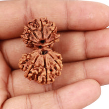 Load image into Gallery viewer, Gaurishanker Nepalese Rudraksha Bead No. 54