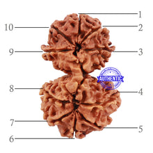 Load image into Gallery viewer, Gaurishanker Nepalese Rudraksha Bead No. 54