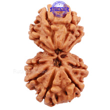 Load image into Gallery viewer, Gaurishanker Nepalese Rudraksha Bead No. 55
