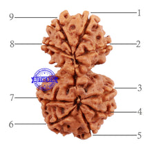 Load image into Gallery viewer, Gaurishanker Nepalese Rudraksha Bead No. 55
