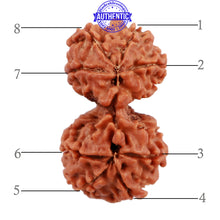 Load image into Gallery viewer, Gaurishanker Nepalese Rudraksha Bead No. 71