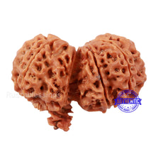 Load image into Gallery viewer, Gaurishanker Rudraksha with Ganesha - Bead No. 74
