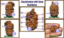 Load image into Gallery viewer, Nepalese Gaurishankar with Savar Rudraksha