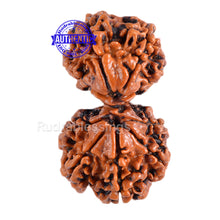 Load image into Gallery viewer, Gaurishanker Nepalese Rudraksha Bead No. - 145