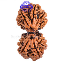 Load image into Gallery viewer, Gaurishanker Nepalese Rudraksha Bead No. - 148