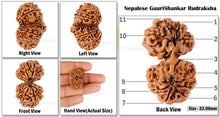 Load image into Gallery viewer, Gaurishanker Nepalese Rudraksha Bead No. - 132