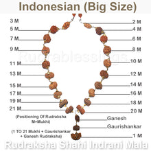 Load image into Gallery viewer, Rudraksha Shahi Indrani Mala from Indonesia (Big size beads)