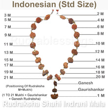 Load image into Gallery viewer, Rudraksha Shahi Indrani Mala (Indonesian Standard size beads)