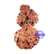 Load image into Gallery viewer, Trijudi Rudraksha from Indonesia Bead No. 45