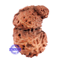 Load image into Gallery viewer, Trijudi Rudraksha from Indonesia Bead No. 45
