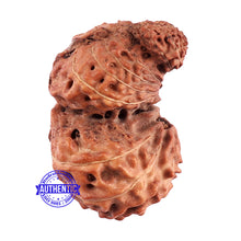 Load image into Gallery viewer, Trijudi Rudraksha from Indonesia Bead No. 45