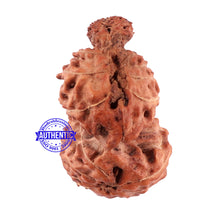 Load image into Gallery viewer, Trijudi Rudraksha from Indonesia Bead No. 45
