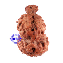 Load image into Gallery viewer, Trijudi Rudraksha from Indonesia Bead No. 45