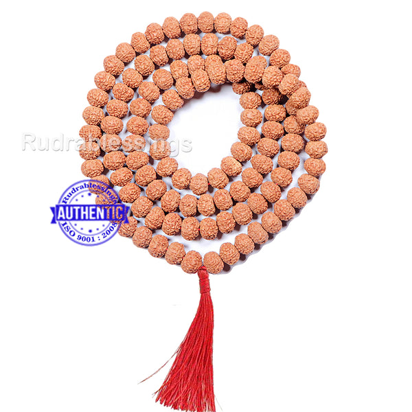 9 mukhi Rudraksha Mala - Indonesian (108 + 1 beads) - 3