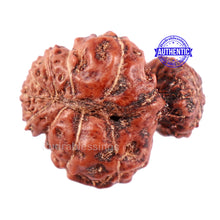 Load image into Gallery viewer, Trijudi Rudraksha from Indonesia Bead No. 46