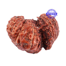 Load image into Gallery viewer, Trijudi Rudraksha from Indonesia Bead No. 46