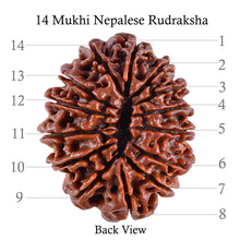 Load image into Gallery viewer, 5 Mukhi Rudraksha from Nepal - test