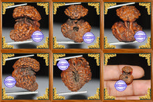 Load image into Gallery viewer, Naag Rudraksha