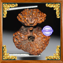 Load image into Gallery viewer, Naag Rudraksha