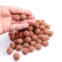 Load image into Gallery viewer, 5 Mukhi Rudraksha from Nepal - 100 Beads Pack
