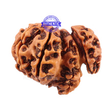 Load image into Gallery viewer, 7 Mukhi Trijudi Rudraksha from Nepal