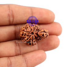 Load image into Gallery viewer, 7 Mukhi Trijudi Rudraksha from Nepal