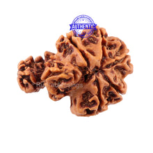 Load image into Gallery viewer, 7 Mukhi Trijudi Rudraksha from Nepal