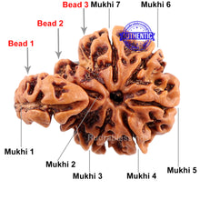 Load image into Gallery viewer, 7 Mukhi Trijudi Rudraksha from Nepal