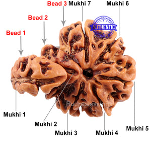7 Mukhi Trijudi Rudraksha from Nepal