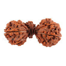 Load image into Gallery viewer, 15 Mukhi Trijudi Rudraksha from Nepal