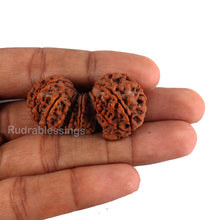 Load image into Gallery viewer, 15 Mukhi Trijudi Rudraksha from Nepal
