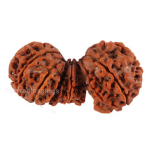 Load image into Gallery viewer, 15 Mukhi Trijudi Rudraksha from Nepal