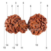 Load image into Gallery viewer, 15 Mukhi Trijudi Rudraksha from Nepal