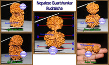 Load image into Gallery viewer, Gaurishanker Nepalese Rudraksha - Bead No. 61