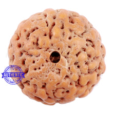 Load image into Gallery viewer, Non Mukhi Rudraksha from Indonesia - Bead No. 17
