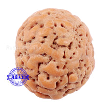 Load image into Gallery viewer, Non Mukhi Rudraksha from Indonesia - Bead No. 17