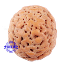 Load image into Gallery viewer, Non Mukhi Rudraksha from Indonesia - Bead No. 17