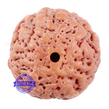 Load image into Gallery viewer, Non Mukhi Rudraksha from Indonesia - Bead No. 18