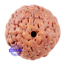 Load image into Gallery viewer, Non Mukhi Rudraksha from Indonesia - Bead No. 18