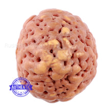 Load image into Gallery viewer, Non Mukhi Rudraksha from Indonesia - Bead No. 18
