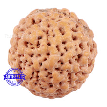 Load image into Gallery viewer, Non Mukhi Rudraksha from Indonesia - Bead No. 19