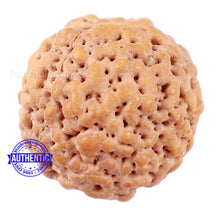 Load image into Gallery viewer, Non Mukhi Rudraksha from Indonesia - Bead No. 19
