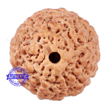 Load image into Gallery viewer, Non Mukhi Rudraksha from Indonesia - Bead No. 20