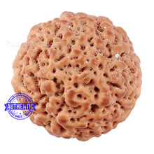 Load image into Gallery viewer, Non Mukhi Rudraksha from Indonesia - Bead No. 20