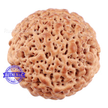 Load image into Gallery viewer, Non Mukhi Rudraksha from Indonesia - Bead No. 20
